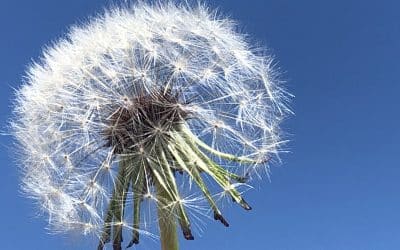 Dandelion Magazine – Spreading the Word!