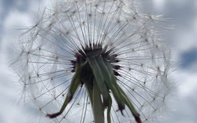 Dandelion Democracy!