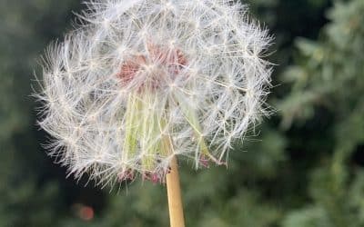 Life, Loss, and Legacy!